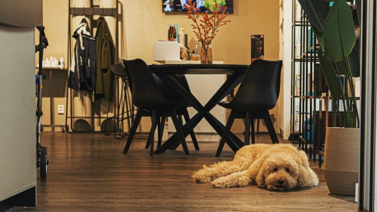 De la comptabilité au toilettage canin, récit d'une reconversion type
